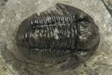 Detailed Gerastos Trilobite Fossil - Morocco #235306-1